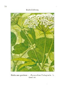 Gadeceau-adventices-Aegopodium