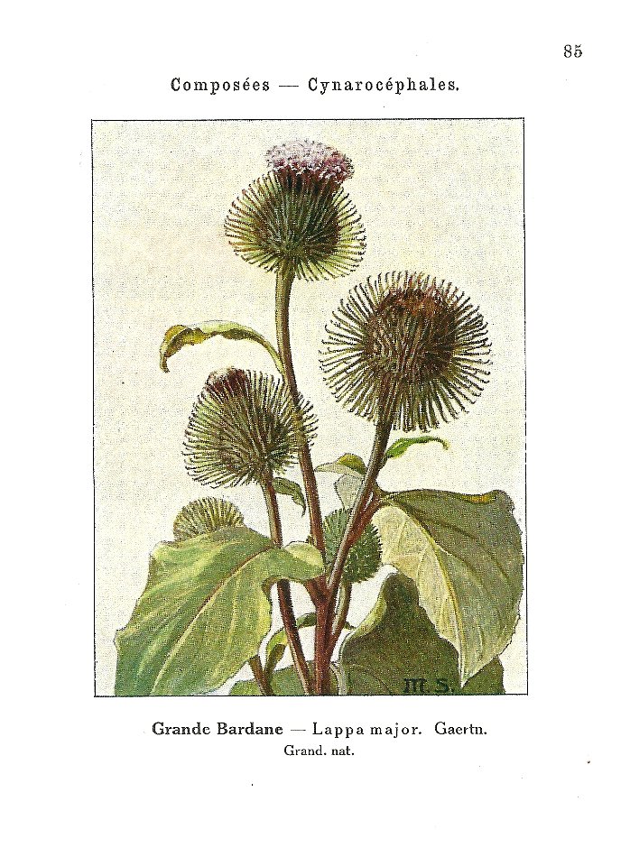 Gadeceau-adventices-bardane