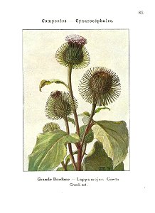 Gadeceau-adventices-bardane
