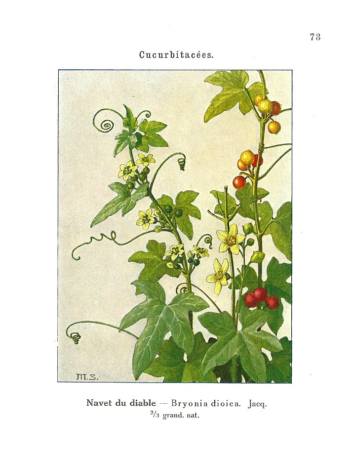 Gadeceau-adventices-bryone