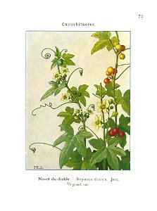 Gadeceau-adventices-bryone