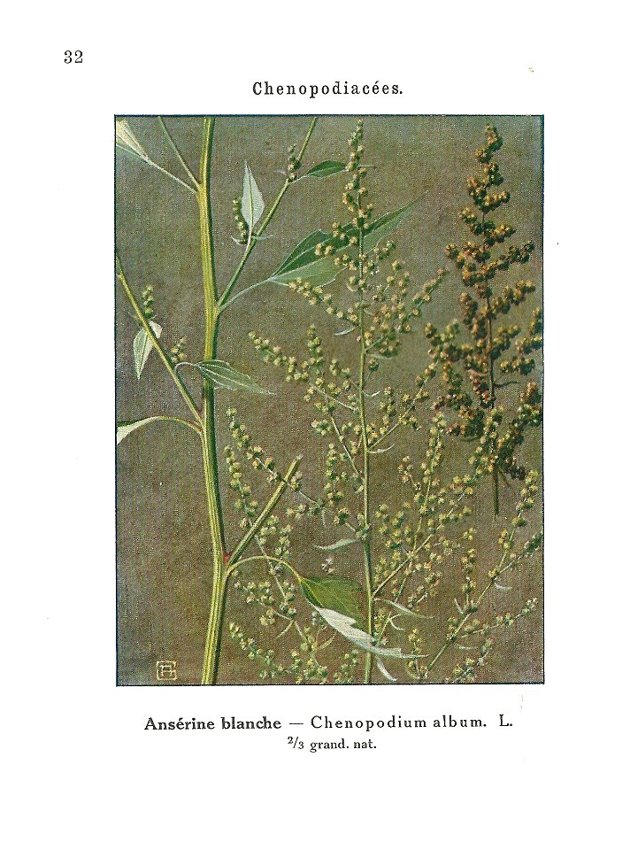 Gadeceau-adventices-chénopode blanc