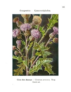 Gadeceau-adventices-circe