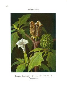 Gadeceau-adventices-datura