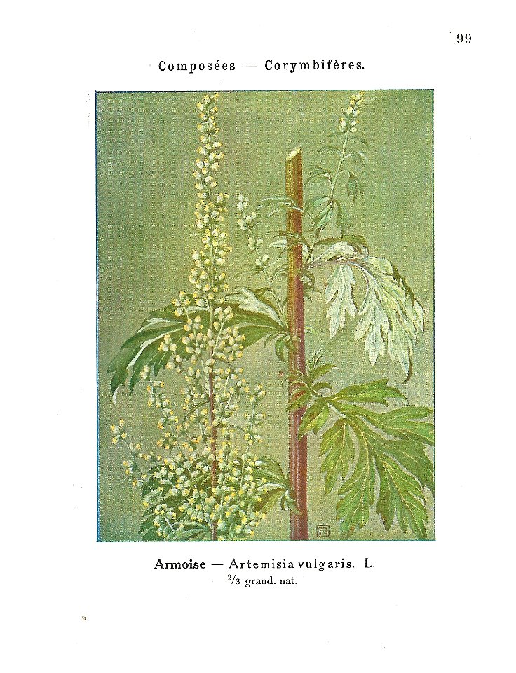 Gadeceau-adventices-armoise