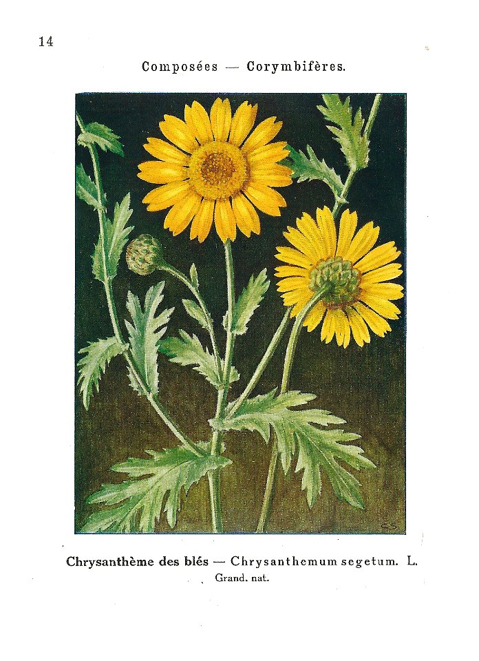 Gadeceau-adventices-chrysanthème des moissons