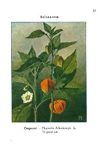 Gadeceau-adventices-coqueret