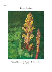 Gadeceau-adventices-orobanche