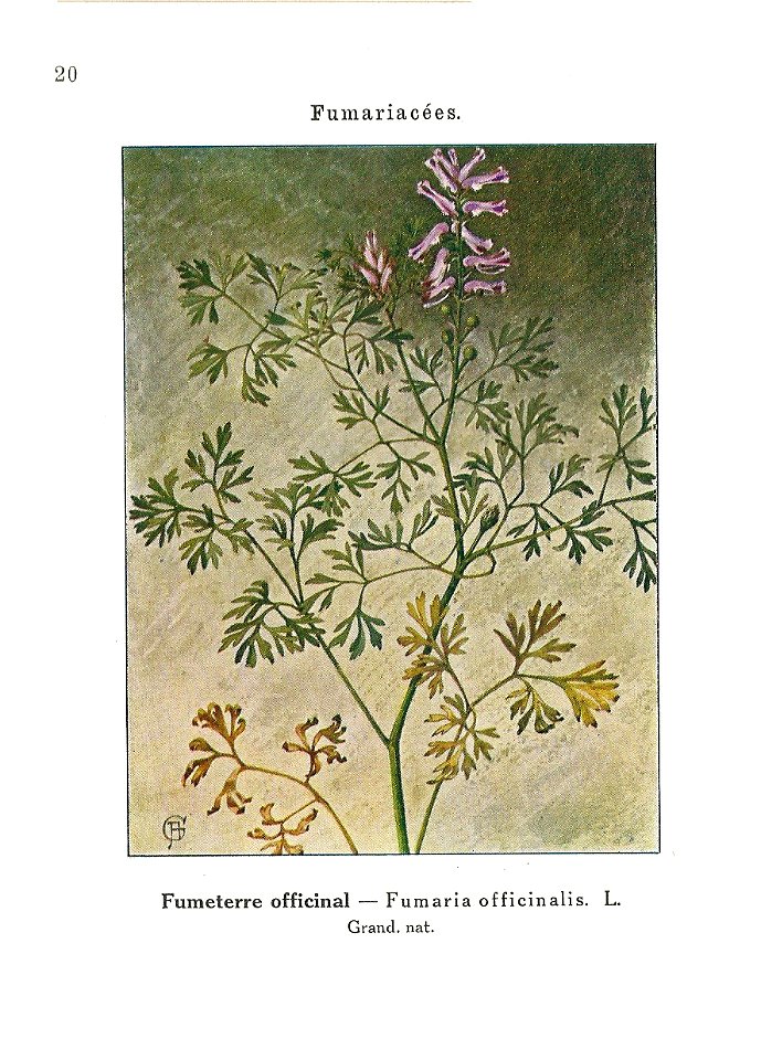 Gadeceau-adventices-fumeterre