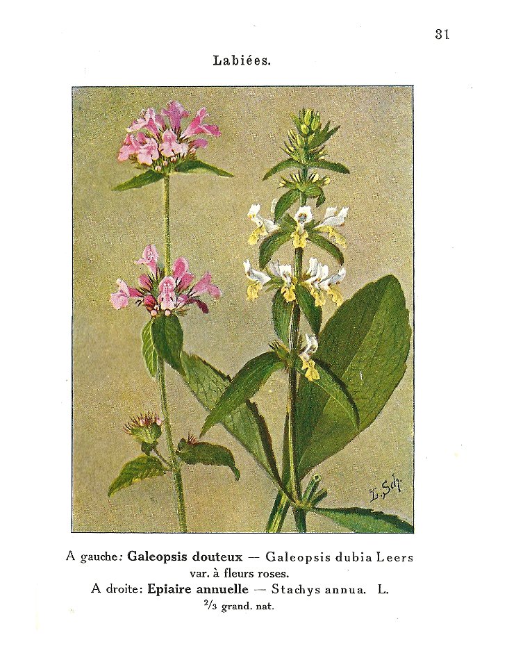 Gadeceau-adventices-galéopsis & épiaire