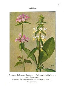 Gadeceau-adventices-galéopsis & épiaire