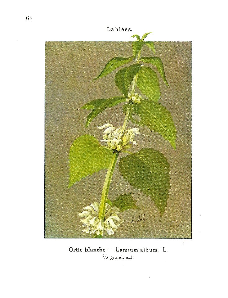 Gadeceau-adventices-lamier blanc