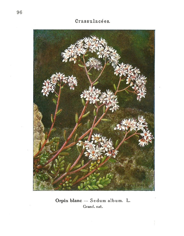 Gadeceau-adventices-sédum blanc