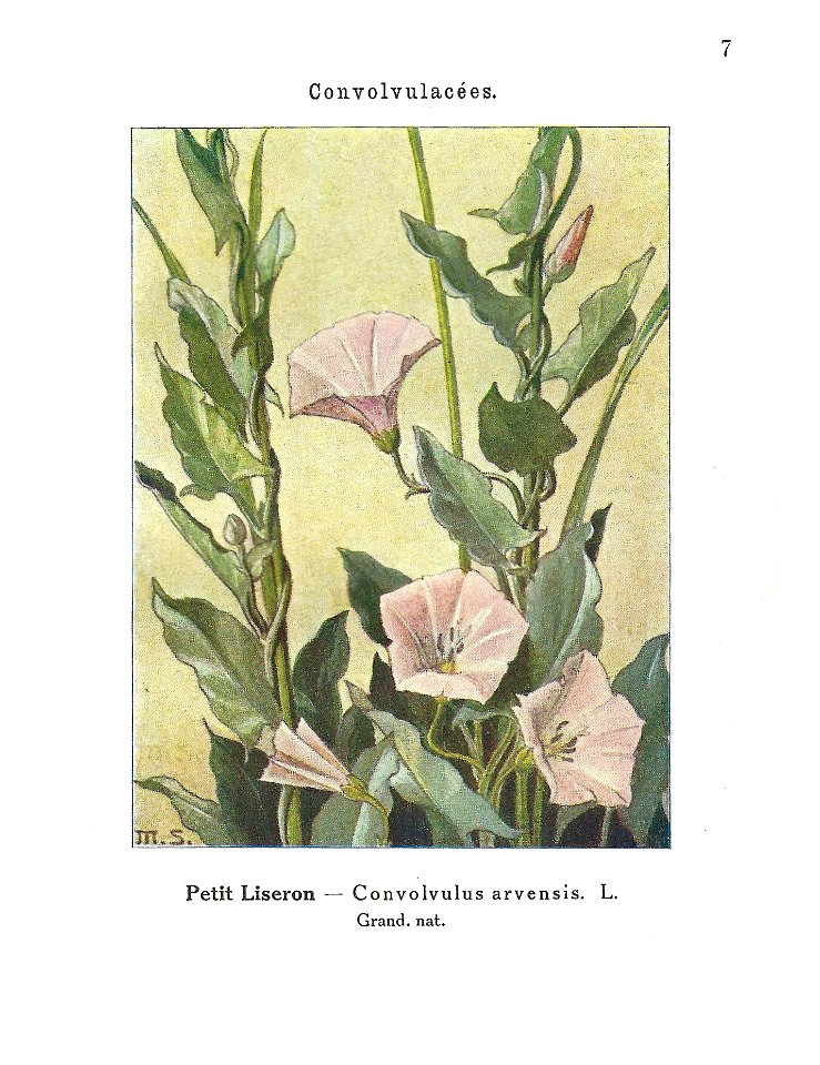 Gadeceau-adventices-liseron