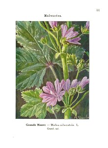 Gadeceau-adventices-mauve