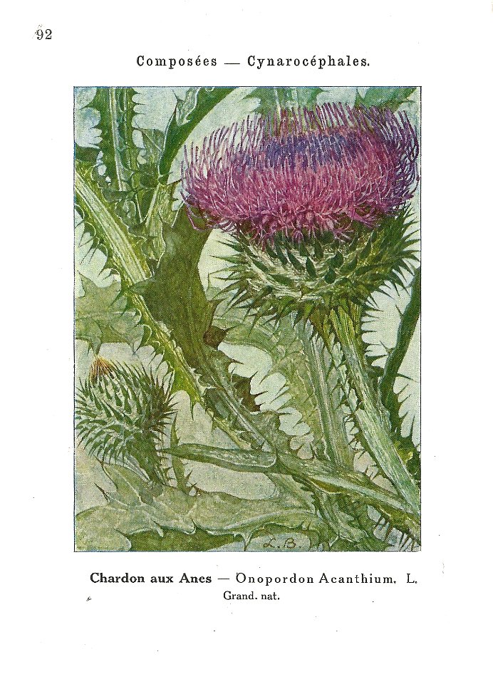 Gadeceau-adventices-onopordon