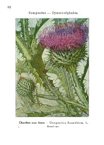 Gadeceau-adventices-onopordon