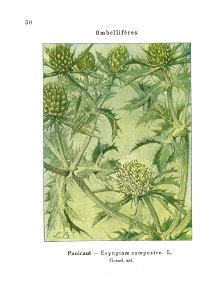 Gadeceau-adventices-panicaut