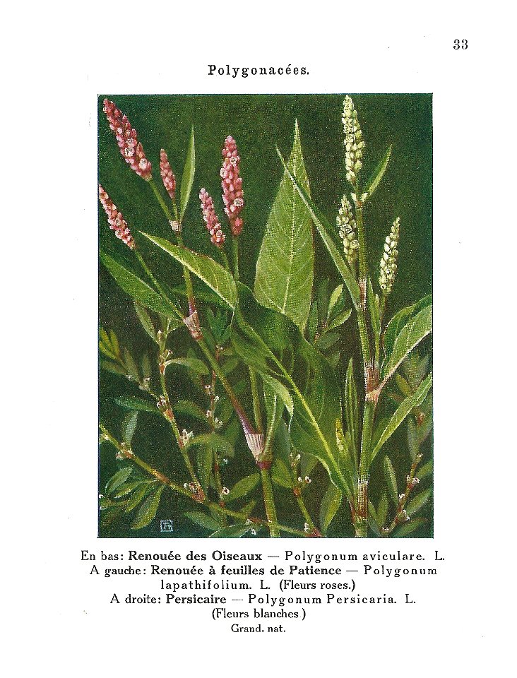 Gadeceau-adventices-renouées (3)