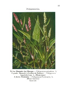 Gadeceau-adventices-renouées (3)