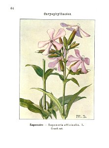 Gadeceau-adventices-saponaire