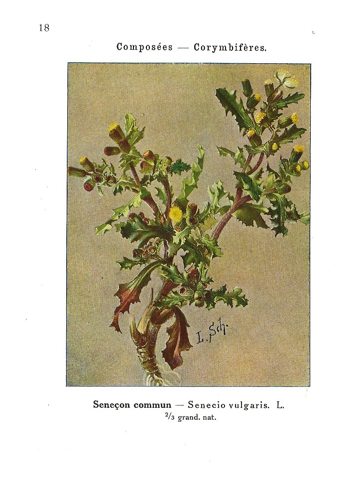 Gadeceau-adventices-séneçon