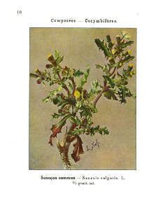 Gadeceau-adventices-séneçon
