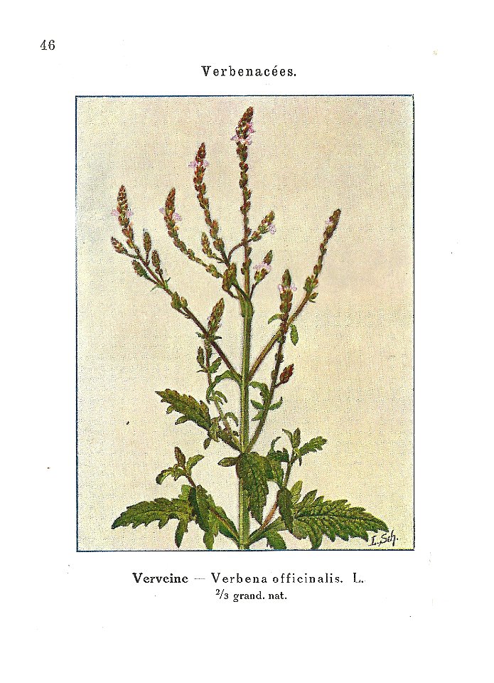 Gadeceau-adventices-verveine