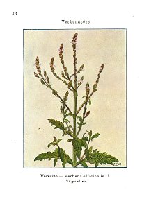 Gadeceau-adventices-verveine