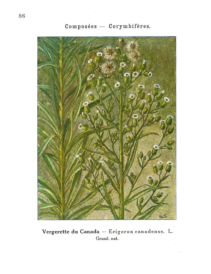 Gadeceau-adventices-érigeron