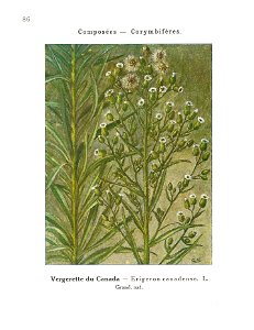 Gadeceau-adventices-érigeron