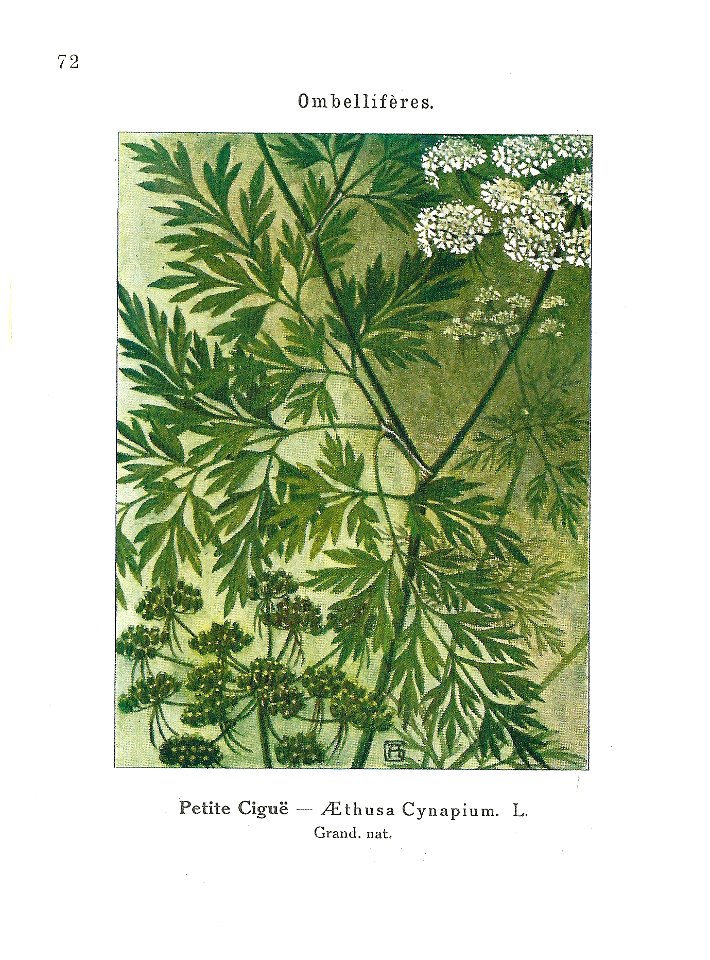 Gadeceau-adventices-Aethusa