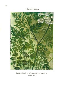 Gadeceau-adventices-Aethusa