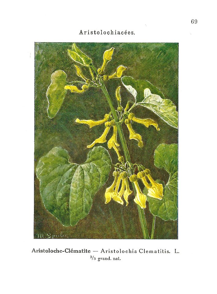 Gadeceau-adventices-aristoloche
