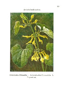 Gadeceau-adventices-aristoloche
