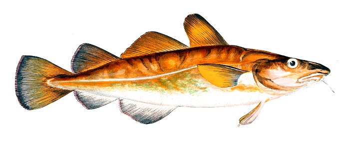 Gadus morhua juvenile. Free illustration for personal and commercial use.