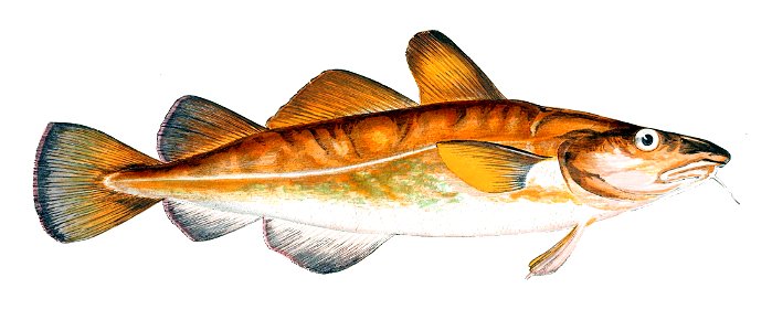 Gadus morhua juvenile