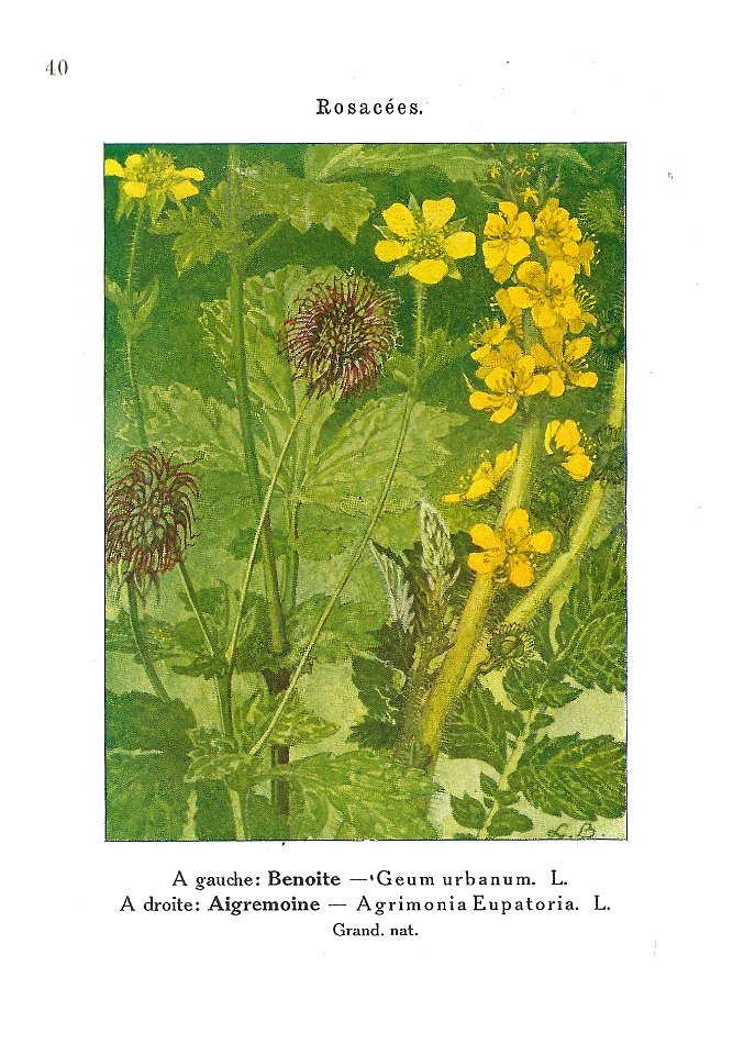 Gadeceau-adventices-benoite & aigremoine