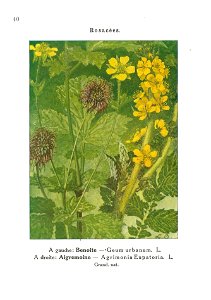 Gadeceau-adventices-benoite & aigremoine