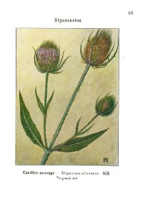Gadeceau-adventices-cardère