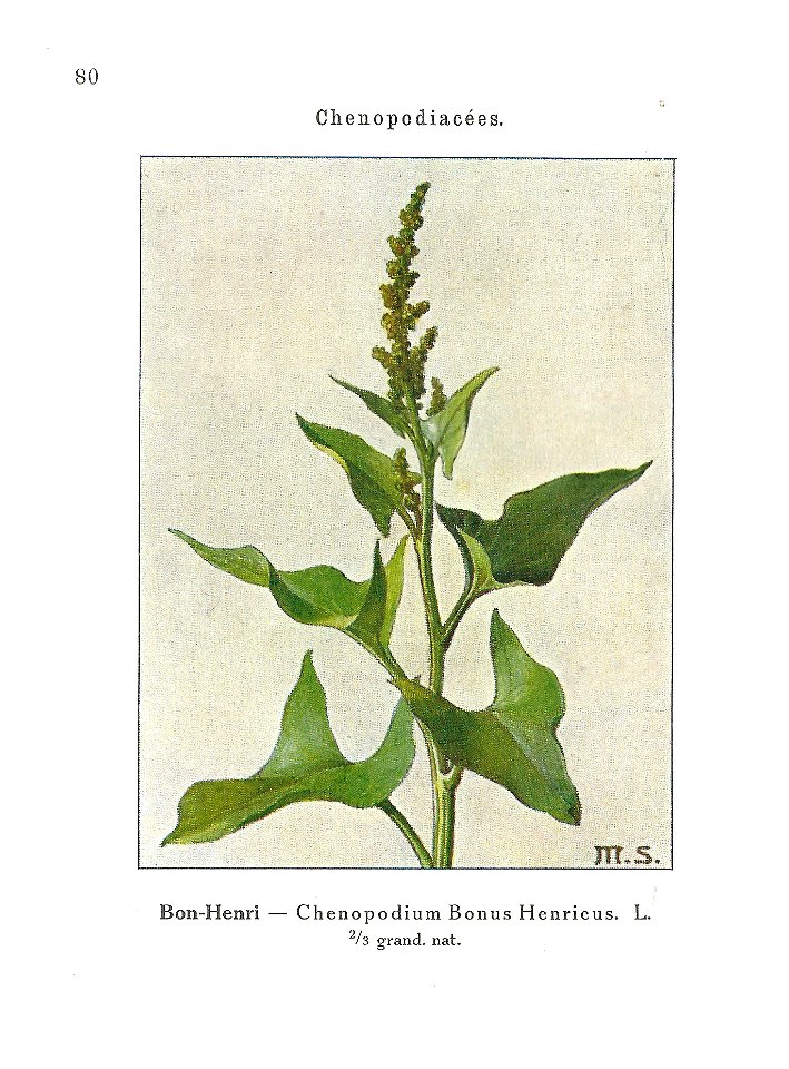 Gadeceau-adventices-chénopode bon-henri