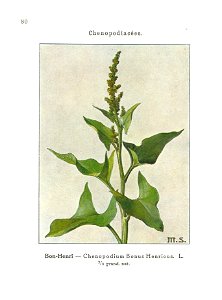Gadeceau-adventices-chénopode bon-henri
