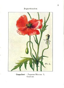 Gadeceau-adventices-coquelicot