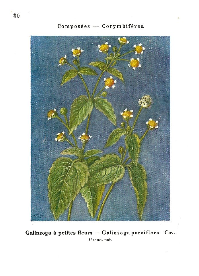 Gadeceau-adventices-galinsoga0001