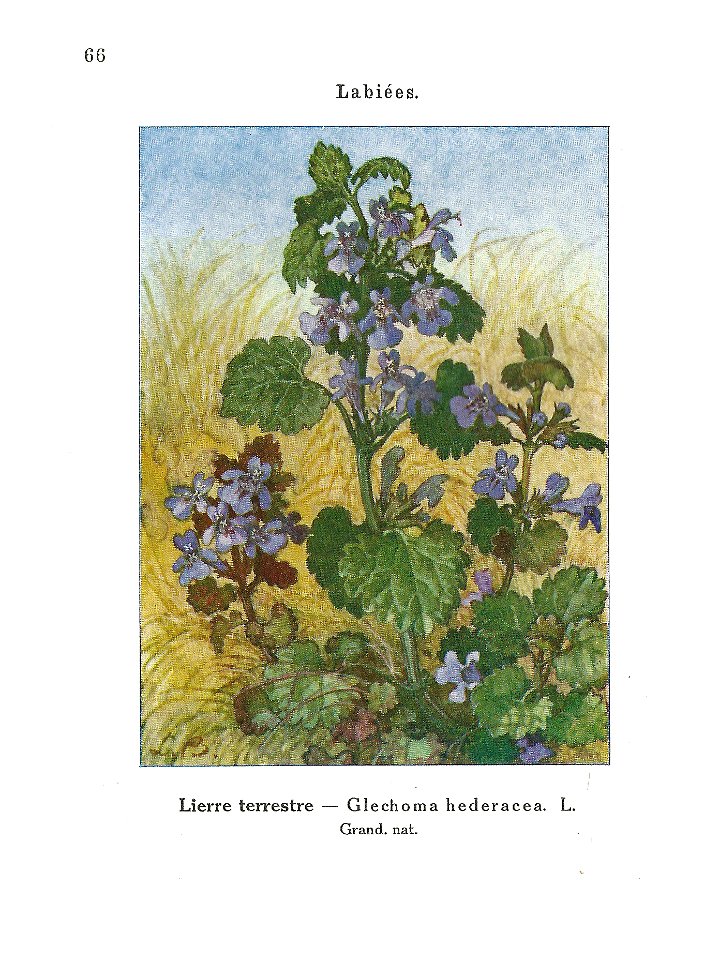 Gadeceau-adventices-glechoma