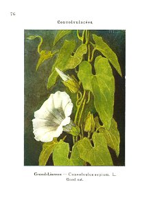 Gadeceau-adventices-liseron des haies