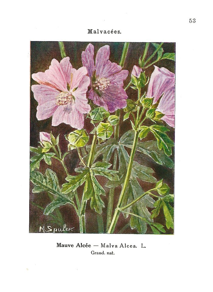 Gadeceau-adventices-mauve alcée