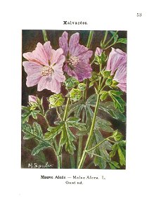 Gadeceau-adventices-mauve alcée