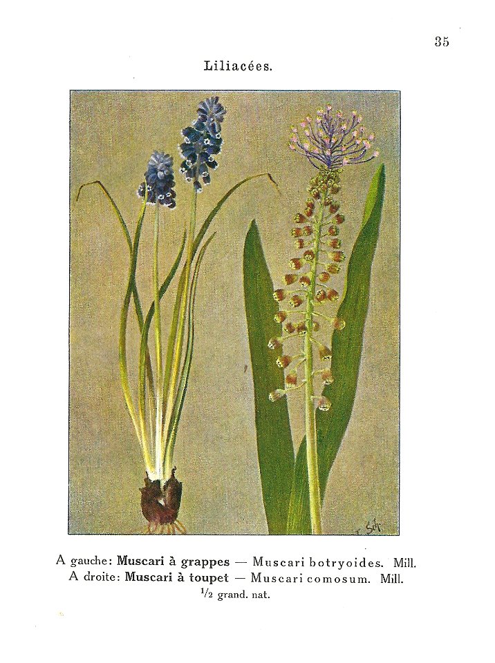 Gadeceau-adventices-muscaris (2)