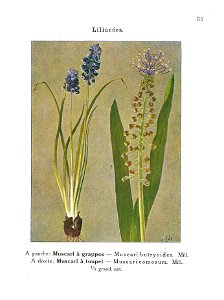 Gadeceau-adventices-muscaris (2)